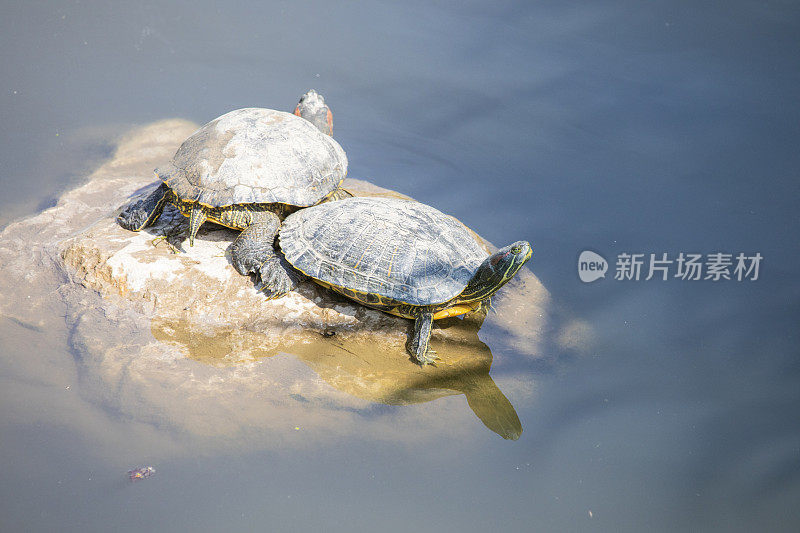 磅滑块-(Trachemys scripta)